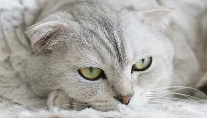 九州娱乐平台|游泳赛事v2.2.9